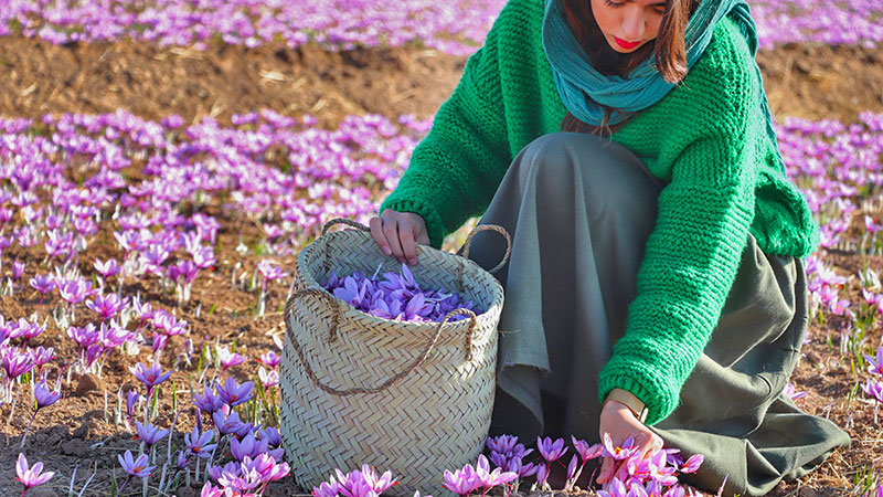 Cultivation of saffron in iran