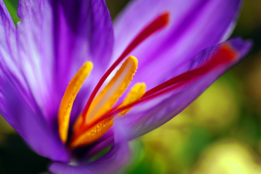 How can grow saffron at home?