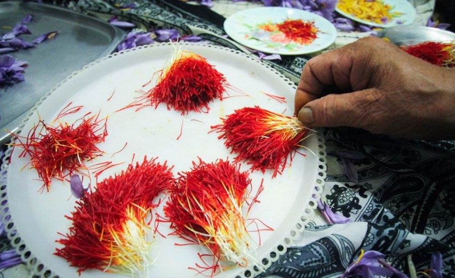 Where is the appropriate place to grow Persian Saffron?