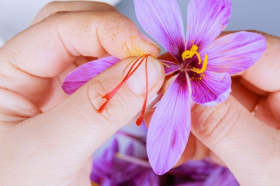 What are the benefits of saffron for women